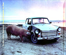 a pig standing next to a car on a beach