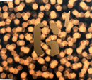 Garbage ‎Maxi CD Queer (Mushroom ‎– D1237) - CD1 - UK (M/M)
