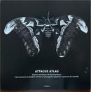 Atim - CD - Papillon De Nuit (M/M)